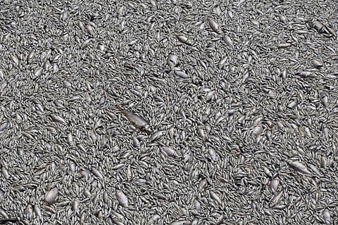 Greece Climate Crisis